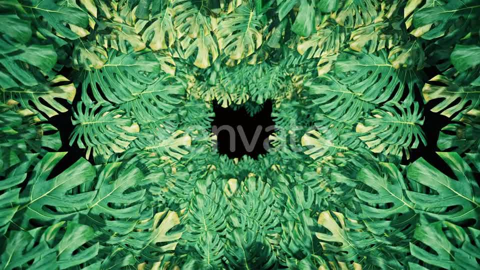 Flying On Swiss Cheese Plant 04 HD Videohive 23325933 Motion Graphics Image 8
