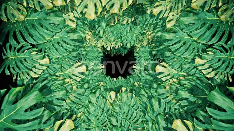 Flying On Swiss Cheese Plant 04 HD Videohive 23325933 Motion Graphics Image 9