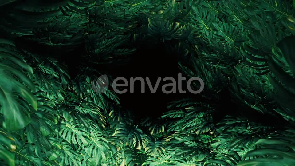 Flying On Swiss Cheese Plant 06 HD Videohive 23329682 Motion Graphics Image 1