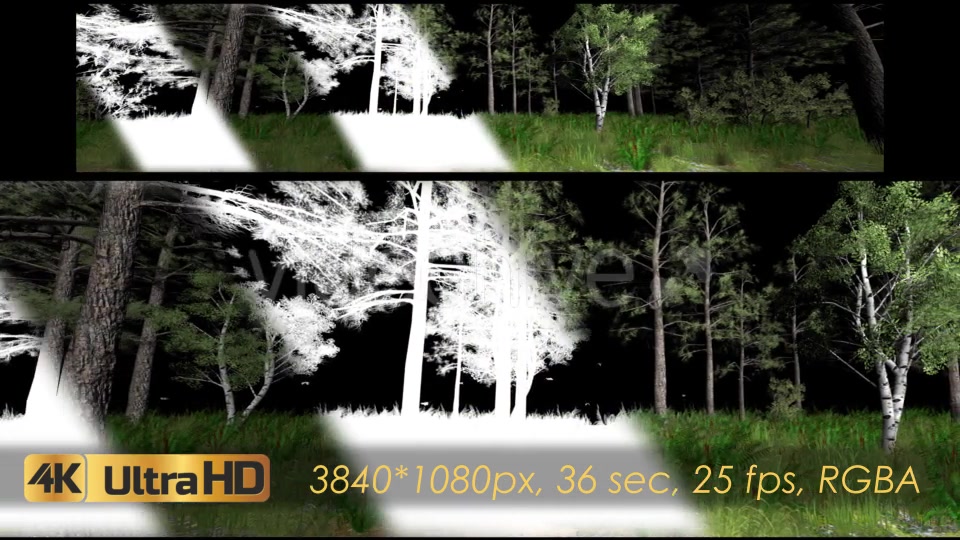 Forest 3D Panoramic Animation Videohive 20817273 Motion Graphics Image 4
