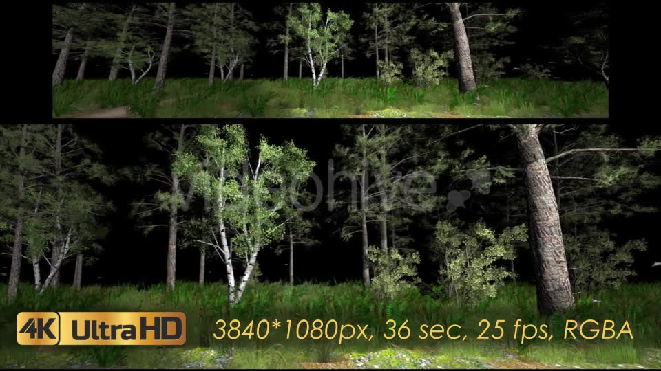 Forest 3D Panoramic Animation Videohive 20817273 Motion Graphics Image 8