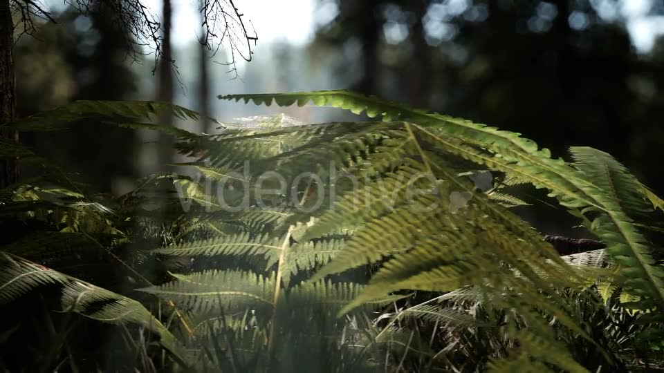 Forest Life 3 Videohive 20836755 Motion Graphics Image 2