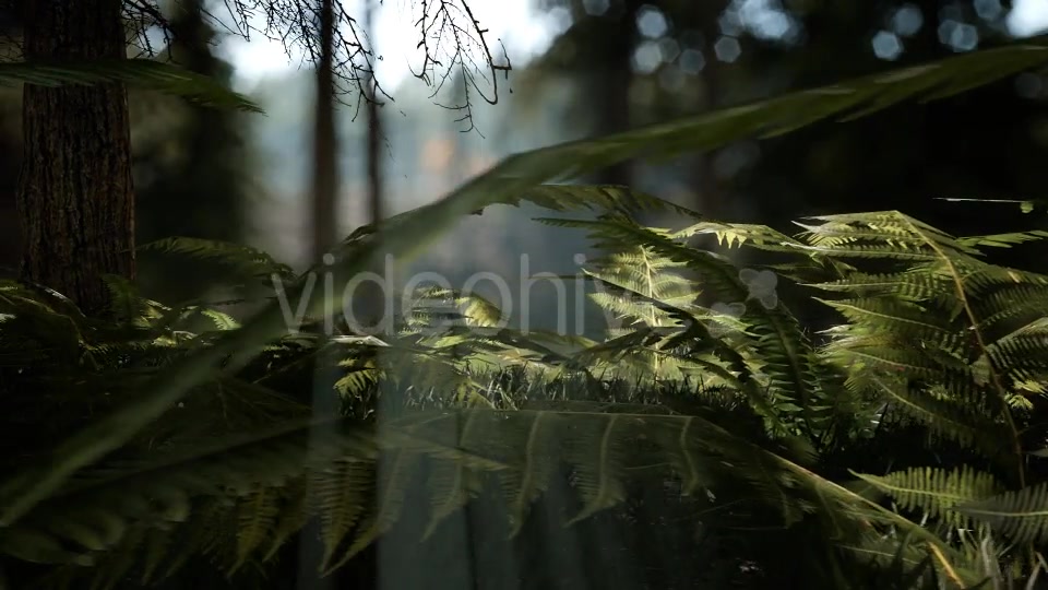 Forest Life 3 Videohive 20836755 Motion Graphics Image 3