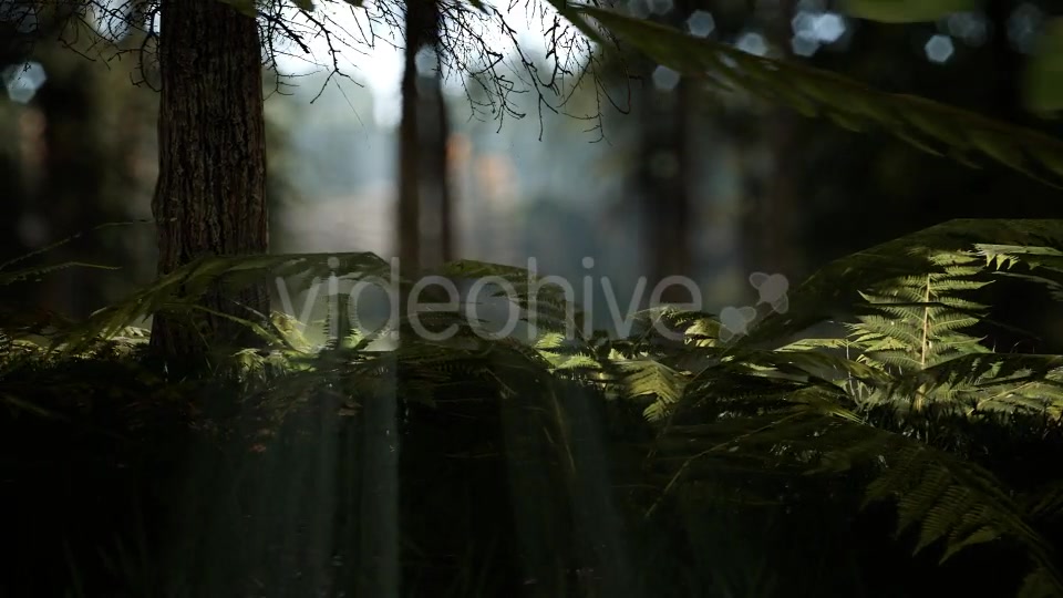 Forest Life 3 Videohive 20836755 Motion Graphics Image 4