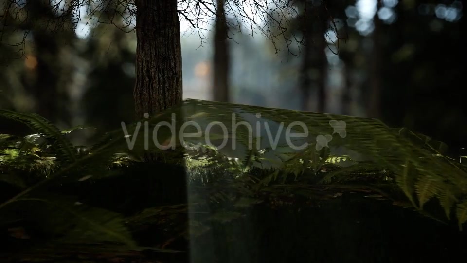 Forest Life 3 Videohive 20836755 Motion Graphics Image 5