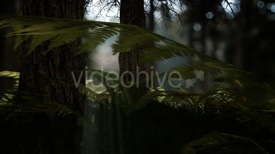 Forest Life 3 Videohive 20836755 Motion Graphics Image 6