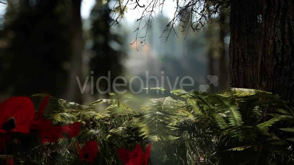 Forest Life 3 Videohive 20836755 Motion Graphics Image 9