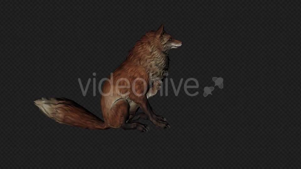 Fox Idle Pack01 4 In 1 Videohive 20045838 Motion Graphics Image 1