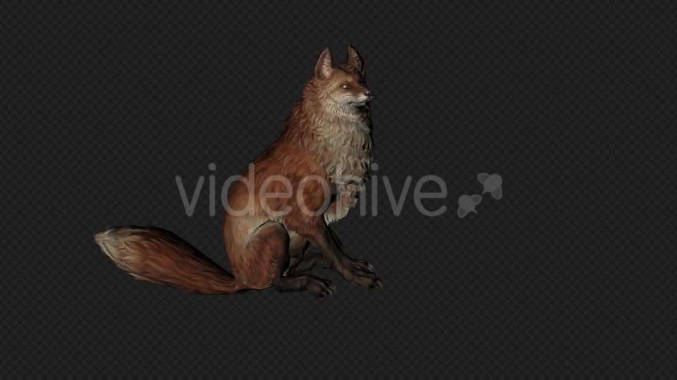 Fox Idle Pack01 4 In 1 Videohive 20045838 Motion Graphics Image 2
