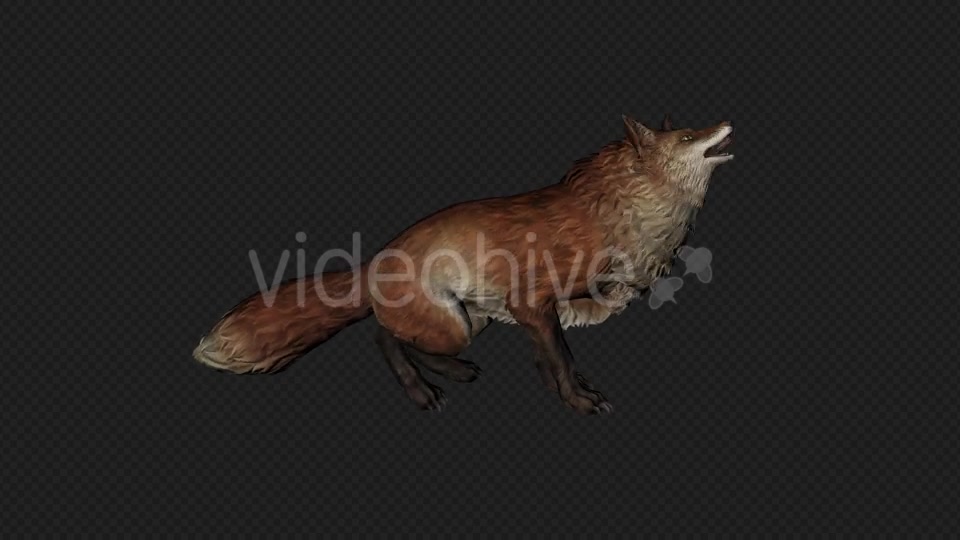 Fox Idle Pack01 4 In 1 Videohive 20045838 Motion Graphics Image 3