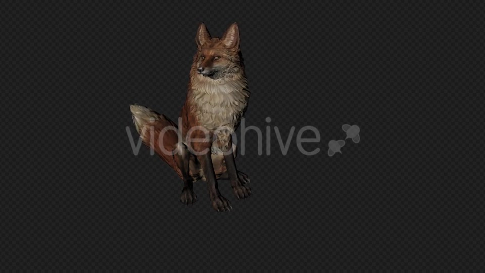 Fox Idle Pack01 4 In 1 Videohive 20045838 Motion Graphics Image 4