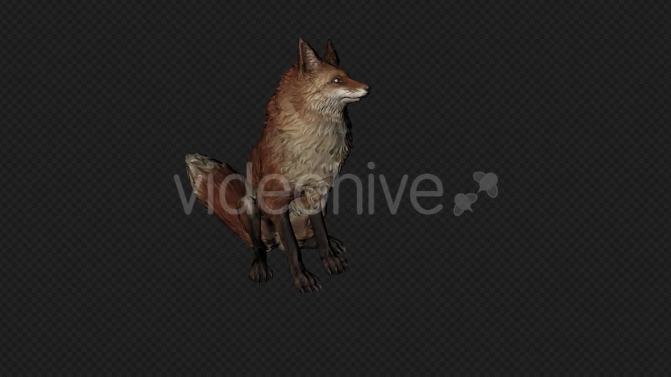 Fox Idle Pack01 4 In 1 Videohive 20045838 Motion Graphics Image 5