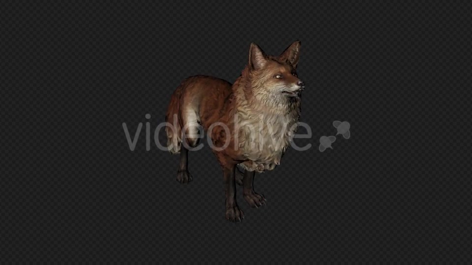 Fox Idle Pack01 4 In 1 Videohive 20045838 Motion Graphics Image 6