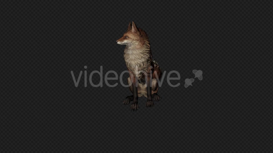 Fox Idle Pack01 4 In 1 Videohive 20045838 Motion Graphics Image 7