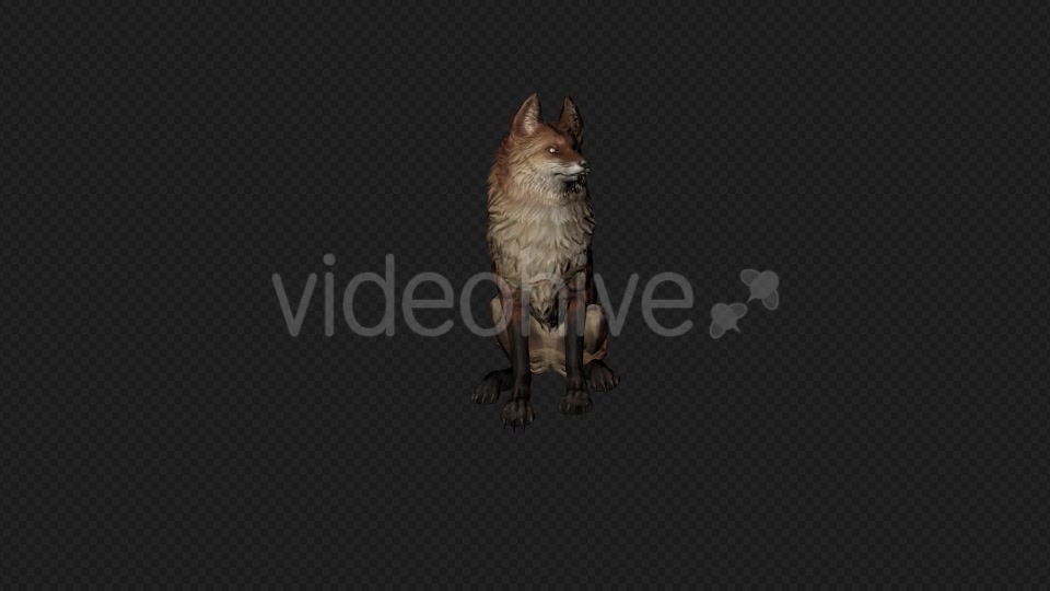 Fox Idle Pack01 4 In 1 Videohive 20045838 Motion Graphics Image 8