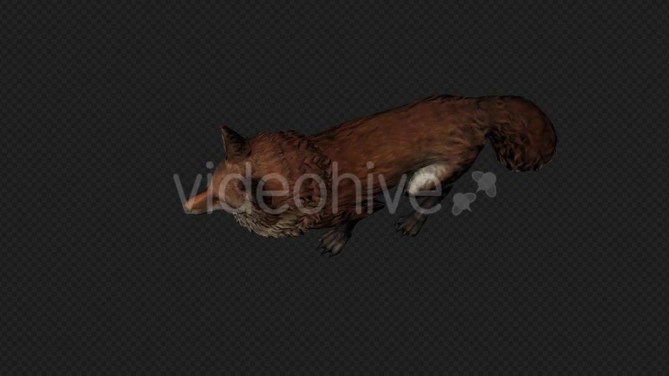 Fox Idle Pack01 4 In 1 Videohive 20045838 Motion Graphics Image 9