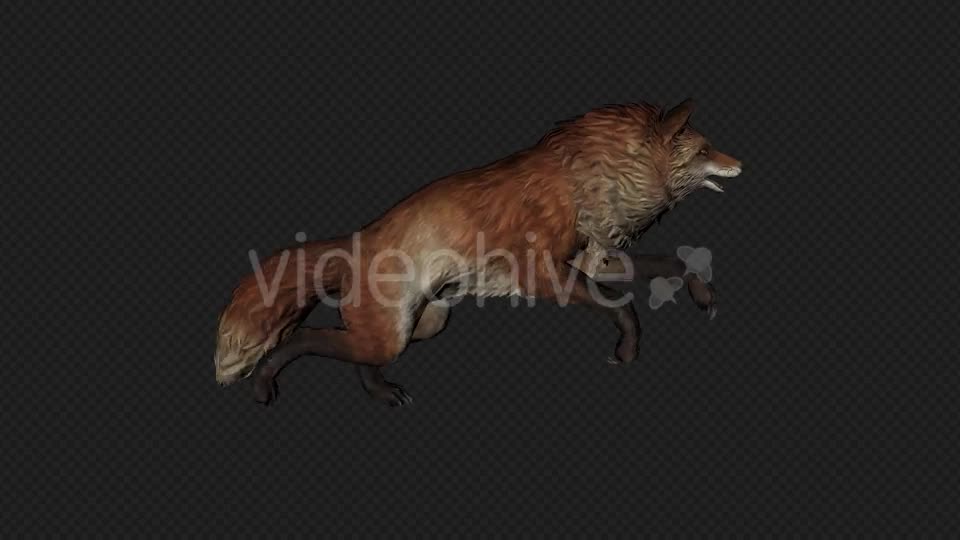 Fox Run Pack 4 In 1 Videohive 20045857 Motion Graphics Image 1
