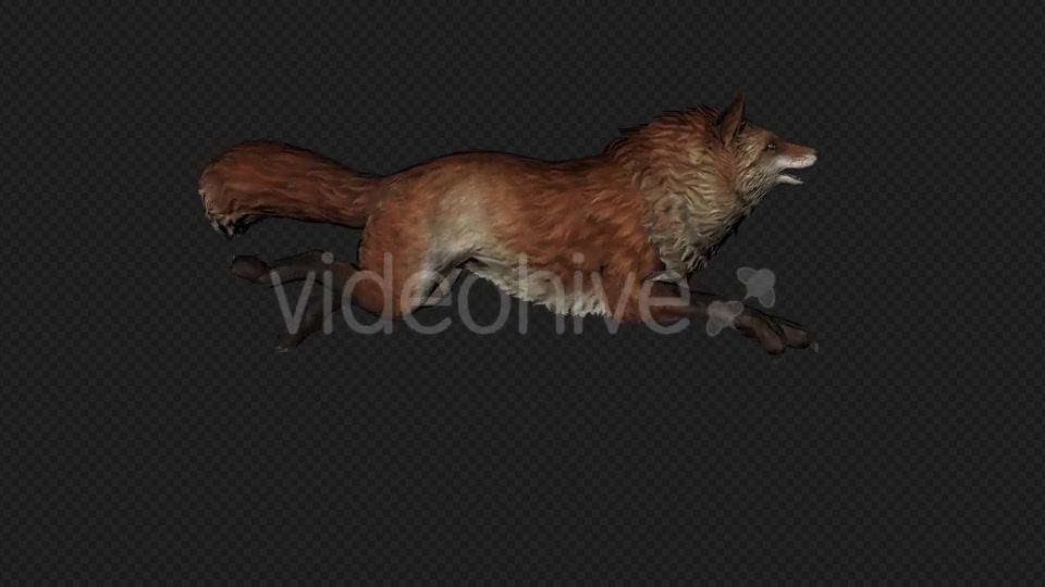 Fox Run Pack 4 In 1 Videohive 20045857 Motion Graphics Image 2