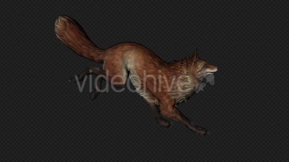 Fox Run Pack 4 In 1 Videohive 20045857 Motion Graphics Image 3