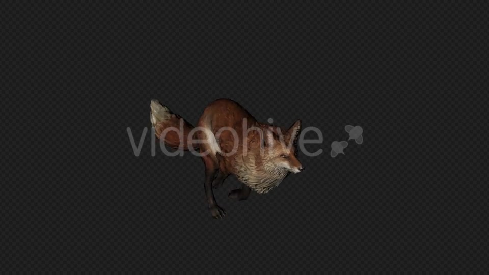 Fox Run Pack 4 In 1 Videohive 20045857 Motion Graphics Image 4