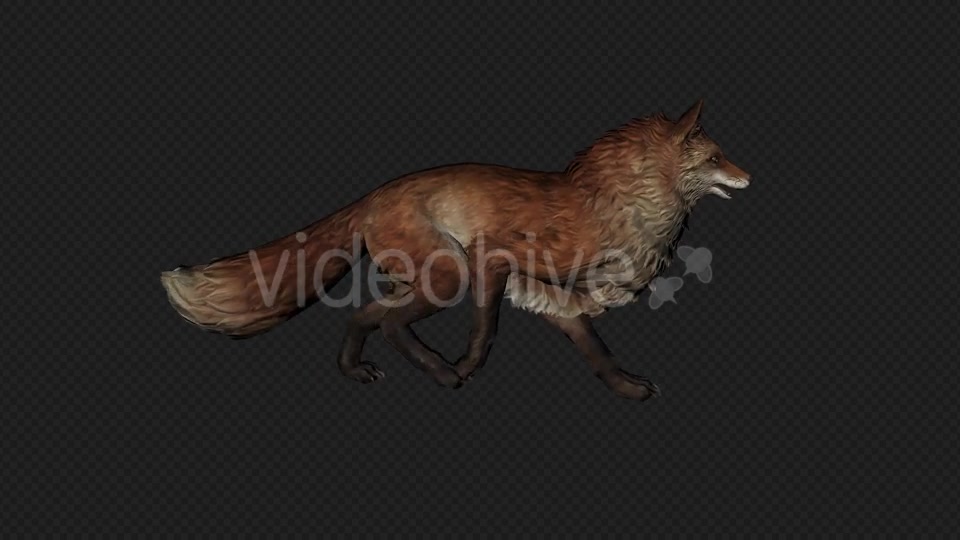 Fox Walk Pack 4 In 1 Videohive 20045853 Motion Graphics Image 2