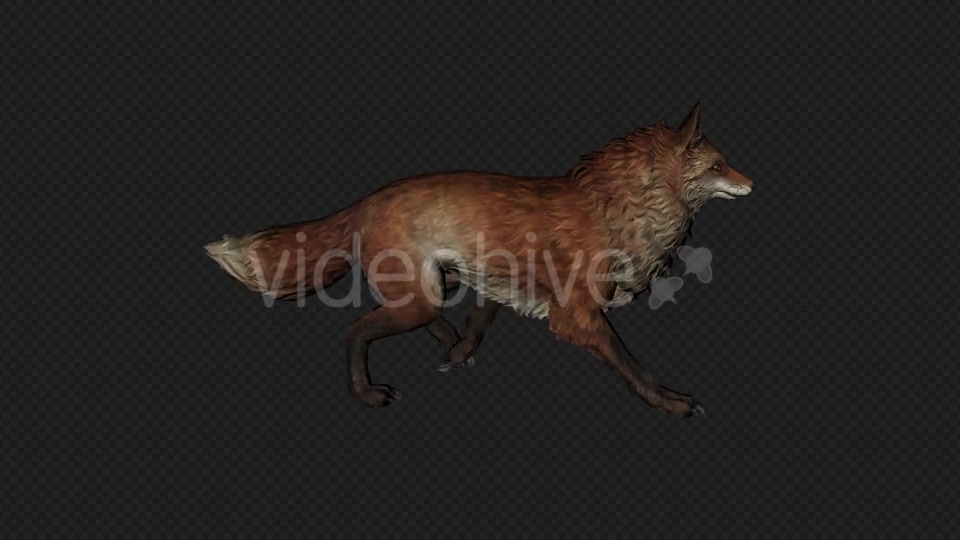 Fox Walk Pack 4 In 1 Videohive 20045853 Motion Graphics Image 3