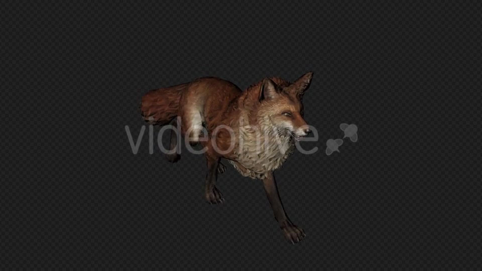 Fox Walk Pack 4 In 1 Videohive 20045853 Motion Graphics Image 4
