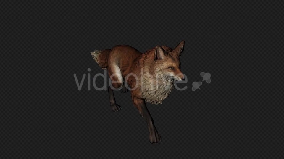 Fox Walk Pack 4 In 1 Videohive 20045853 Motion Graphics Image 5