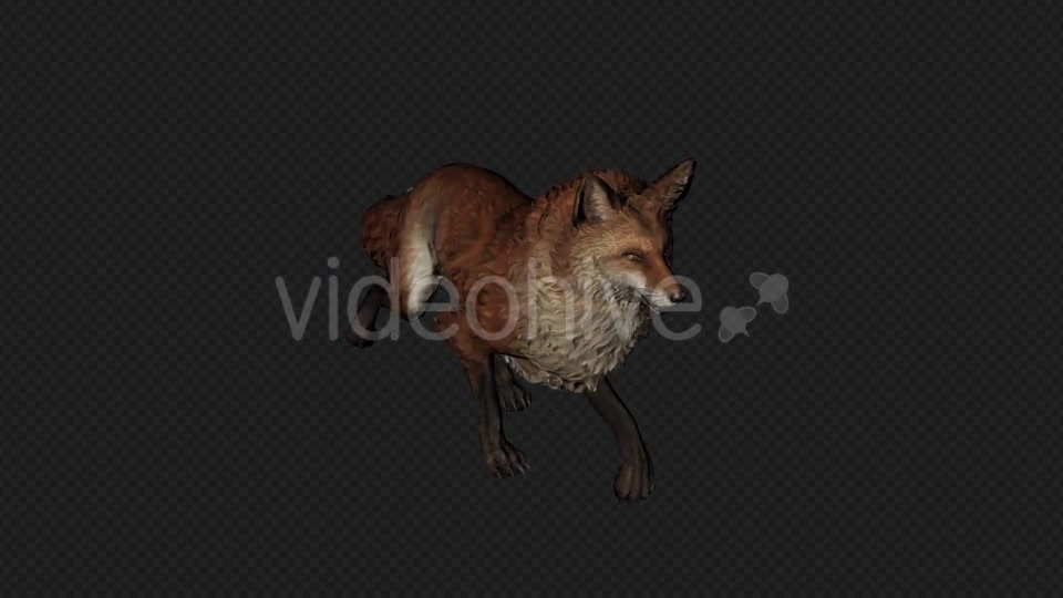 Fox Walk Pack 4 In 1 Videohive 20045853 Motion Graphics Image 6