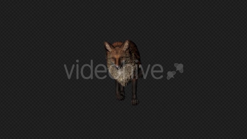 Fox Walk Pack 4 In 1 Videohive 20045853 Motion Graphics Image 7