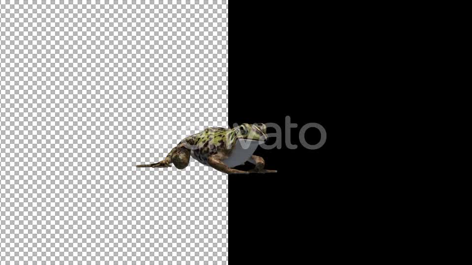 Frog Catching Videohive 22188125 Motion Graphics Image 1