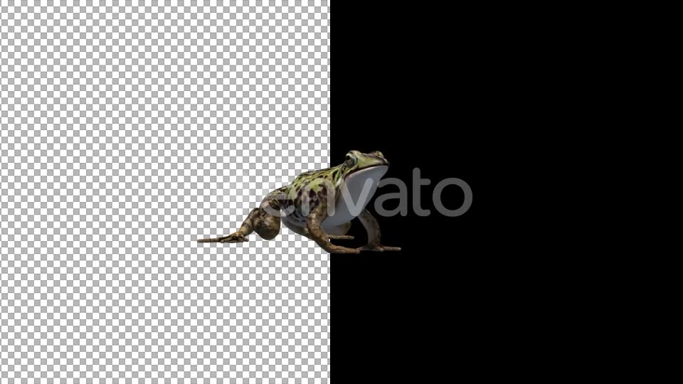 Frog Catching Videohive 22188125 Motion Graphics Image 3