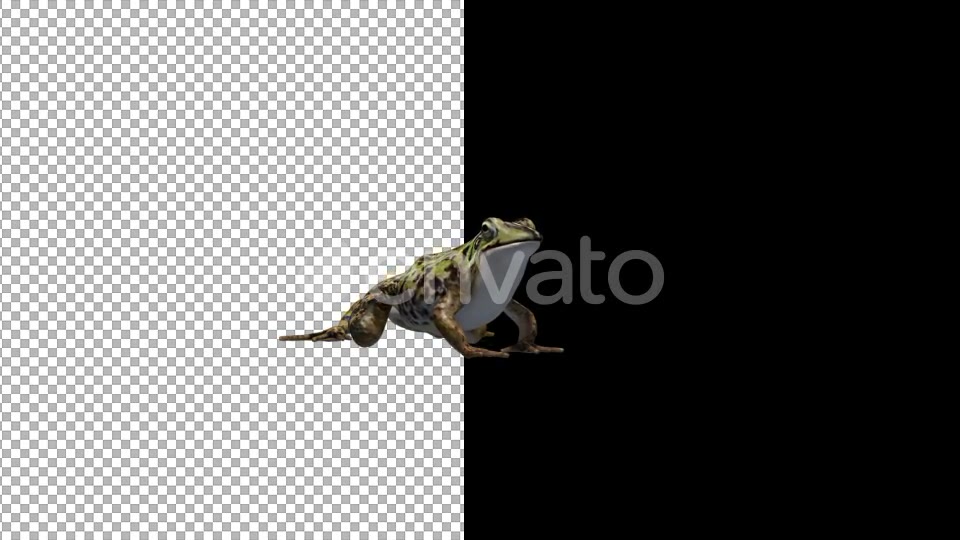 Frog Catching Videohive 22188125 Motion Graphics Image 4