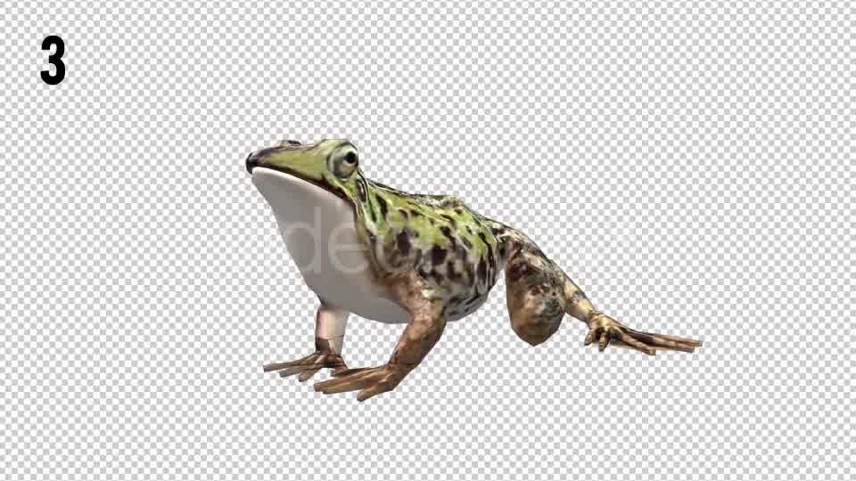 Frog Looped Videohive 20697472 Motion Graphics Image 9