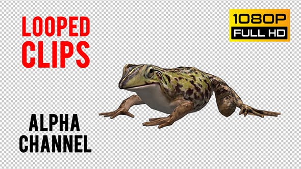 Frog Looped - Videohive Download 20697472