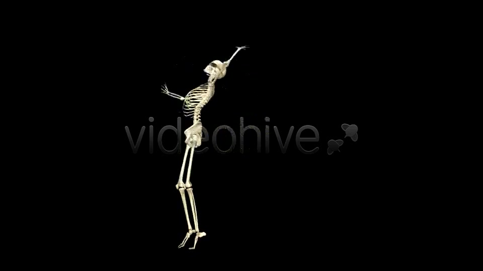 Funny Skeleton Belly Dance Pack of 2 Videohive 5603595 Motion Graphics Image 5