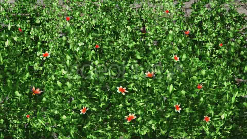 Garden Ivy Growing Orange Flowers Videohive 11857453 Motion Graphics Image 5