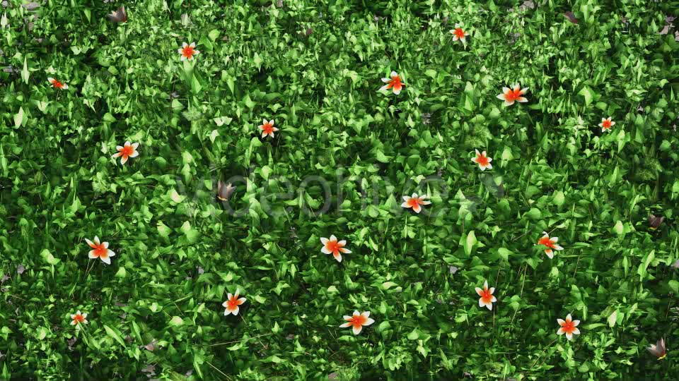 Garden Ivy Growing Orange Flowers Videohive 11857453 Motion Graphics Image 6