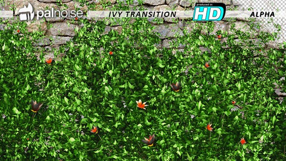 Garden Ivy Growing Orange Flowers - Videohive Download 11857453