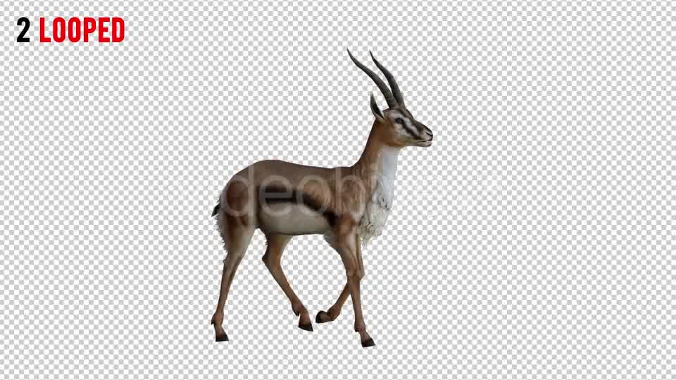 Gazelle 5 Realistic Pack 2 Videohive 21080174 Motion Graphics Image 8