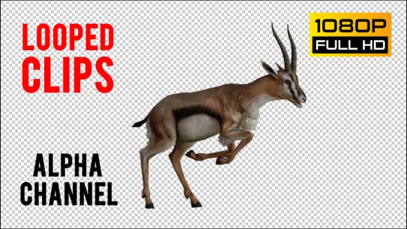 Gazelle 5 Realistic Pack 2 - 21080174 Videohive Download