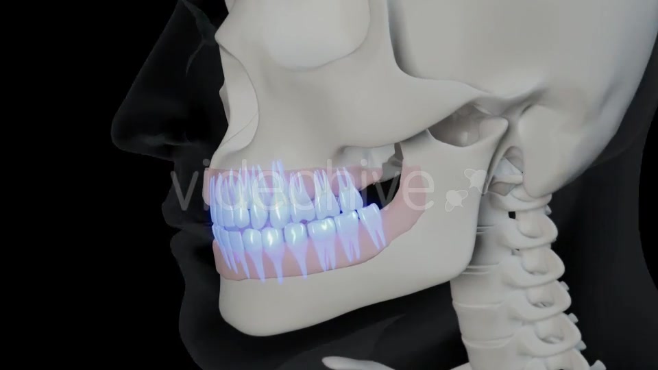 Generic Overview Of Teeth Videohive 21465567 Motion Graphics Image 3
