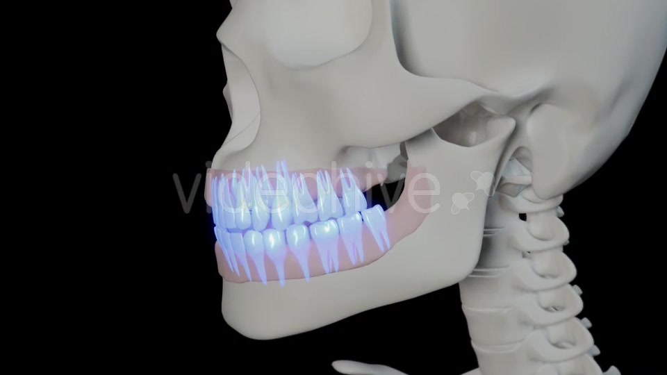 Generic Overview Of Teeth Videohive 21465567 Motion Graphics Image 4