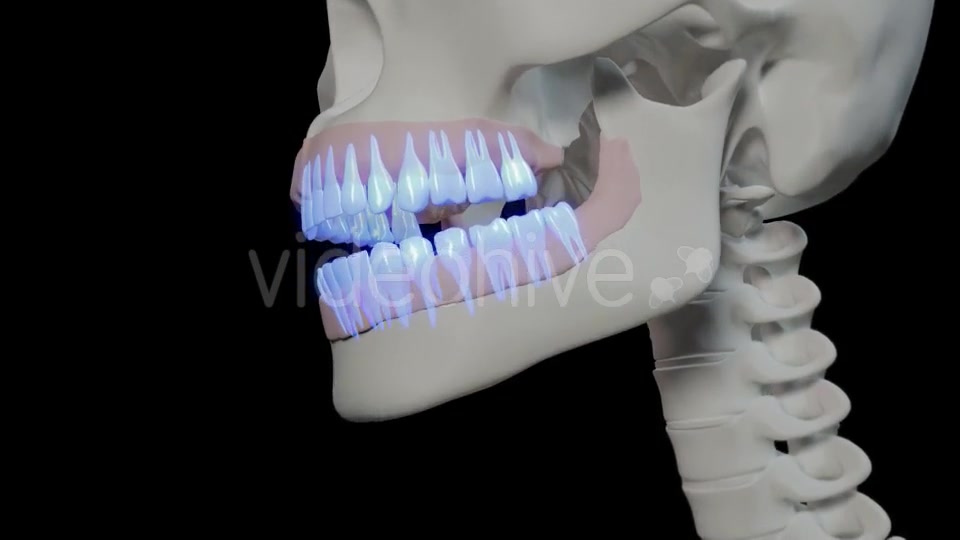 Generic Overview Of Teeth Videohive 21465567 Motion Graphics Image 5