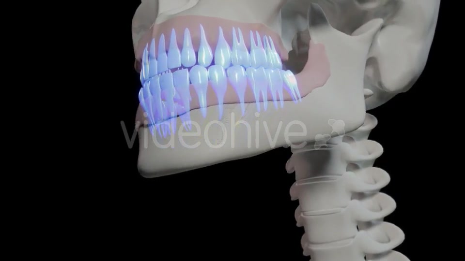 Generic Overview Of Teeth Videohive 21465567 Motion Graphics Image 6