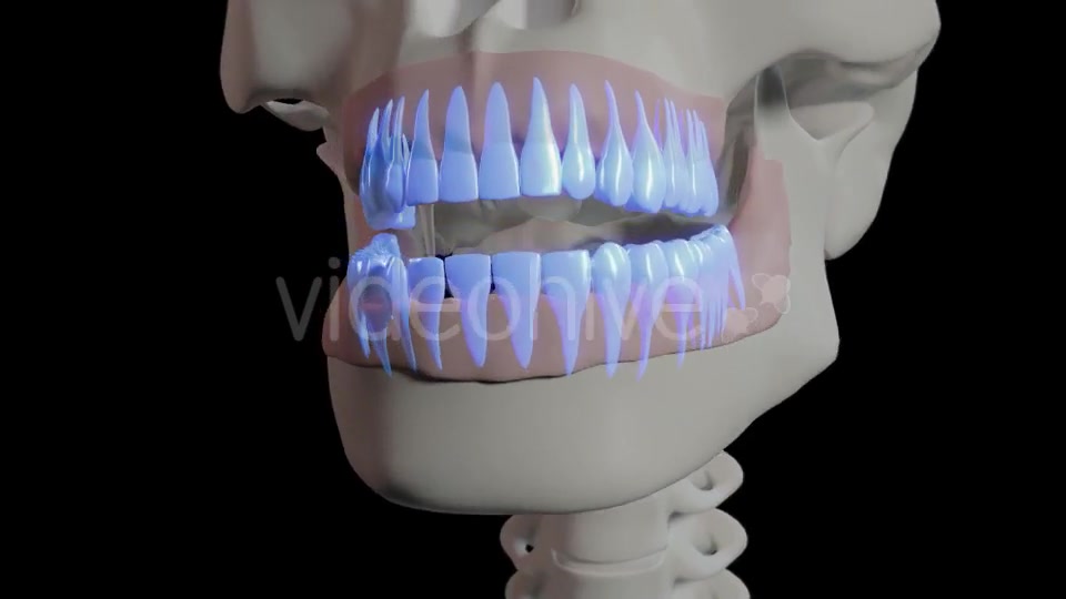 Generic Overview Of Teeth Videohive 21465567 Motion Graphics Image 7