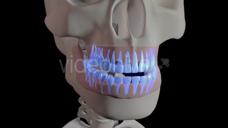 Generic Overview Of Teeth Videohive 21465567 Motion Graphics Image 8