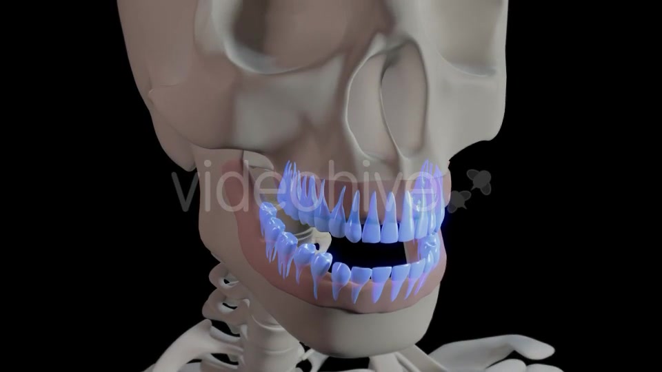 Generic Overview Of Teeth Videohive 21465567 Motion Graphics Image 9