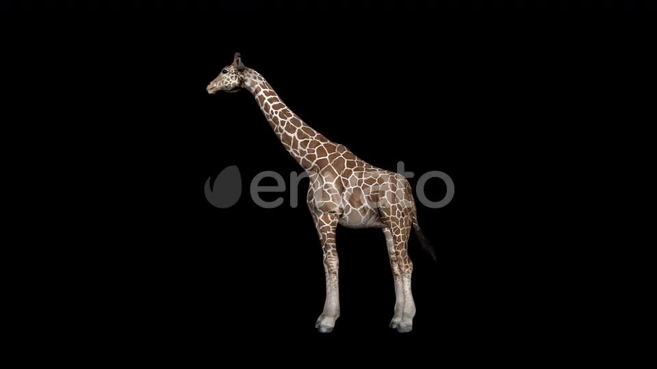 Giraffe Eat Videohive 23347272 Motion Graphics Image 1