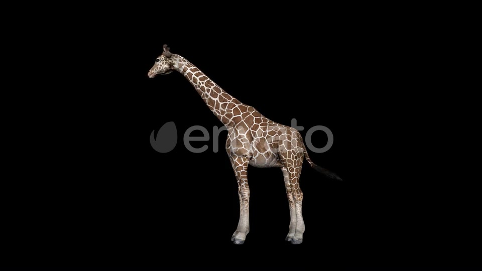 Giraffe Eat Videohive 23347272 Motion Graphics Image 5